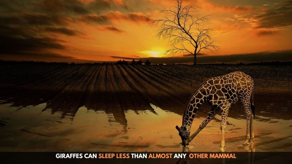 fun facts about giraffes